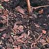 Hosta 'Lemon Delight', habit
