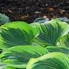 Hosta 'Liberty', habit