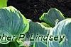 Hosta 'Liberty', habit