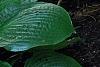 Hosta 'Liberty', habit