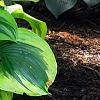 Hosta 'Liberty', habit
