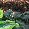 Hosta 'Liberty', habit
