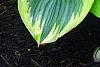 Hosta 'Liberty', habit