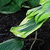 Hosta 'Liberty', habit