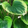 Hosta 'Liberty', habit