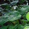 Hosta 'Liberty', habit