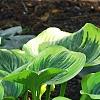 Hosta 'Liberty', habit