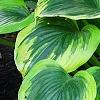 Hosta 'Liberty', habit