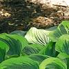 Hosta 'Liberty', habit