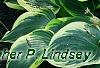 Hosta 'Liberty', habit
