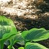 Hosta 'Liberty', habit
