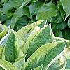 Hosta 'Mama Mia', habit