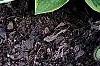 Hosta 'Mama Mia', habit