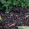 Hosta 'Mama Mia', habit
