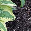 Hosta 'Mama Mia', habit