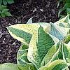 Hosta 'Mama Mia', habit