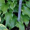 Hosta 'Mama Mia', habit