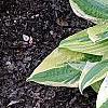 Hosta 'Mama Mia', habit