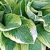 Hosta 'Mama Mia', habit
