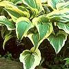 Hosta sieboldiana var. montana 'Aureomarginata', habit