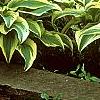 Hosta sieboldiana var. montana 'Aureomarginata', habit