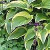Hosta sieboldiana var. montana 'Aureomarginata', habit