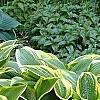 Hosta sieboldiana var. montana 'Aureomarginata', habit