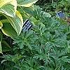 Hosta sieboldiana var. montana 'Aureomarginata', habit