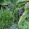 Hosta sieboldiana var. montana 'Aureomarginata', habit