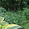 Hosta sieboldiana var. montana 'Aureomarginata', habit