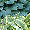 Hosta sieboldiana var. montana 'Aureomarginata', habit
