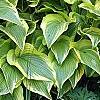 Hosta sieboldiana var. montana 'Aureomarginata', habit