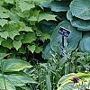 Hosta sieboldiana var. montana 'Aureomarginata', habit