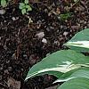 Hosta 'Night Before Christmas', habit