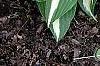 Hosta 'Night Before Christmas', habit