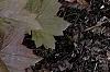 Hosta 'Night Before Christmas', habit