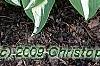 Hosta 'Night Before Christmas', habit