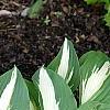 Hosta 'Night Before Christmas', habit
