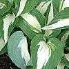Hosta 'Night Before Christmas', habit