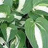 Hosta 'Night Before Christmas', habit