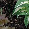 Hosta 'Night Before Christmas', habit