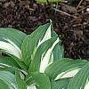 Hosta 'Night Before Christmas', habit