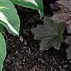 Hosta 'Night Before Christmas', habit