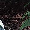 Hosta 'Patriot', habit