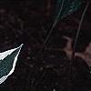 Hosta 'Patriot', habit