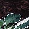 Hosta 'Patriot', habit