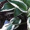 Hosta 'Patriot', habit