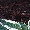 Hosta 'Patriot', habit