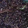 Hosta 'Patriot', habit