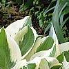 Hosta 'Patriot', habit